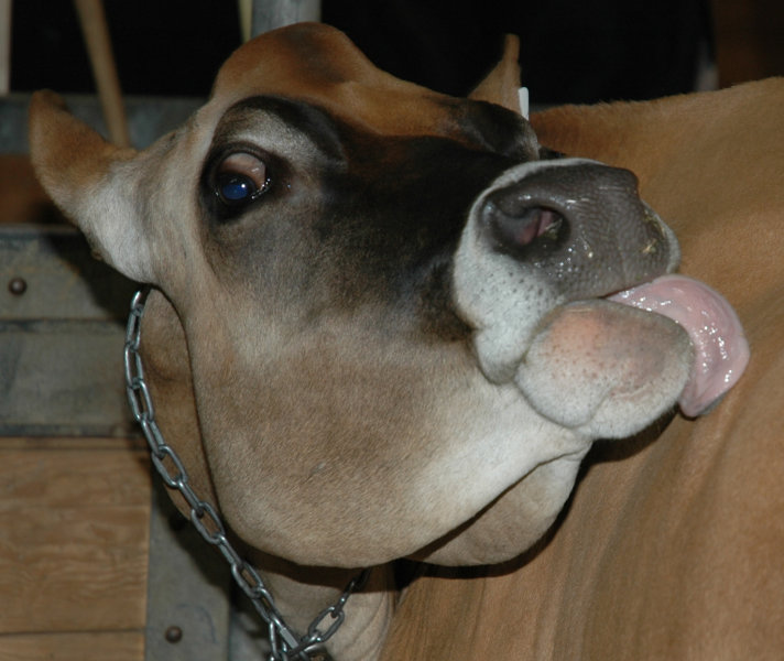 Cow Lick, at the Winter Fair