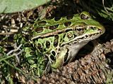 leopard frog, Lowbanks, ON