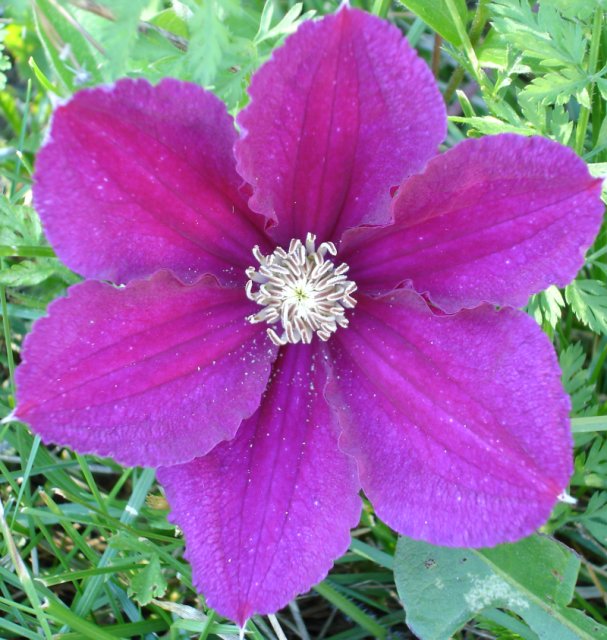 purple flower in my garden