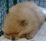 A tiny pom pup snoozling, Yorkville