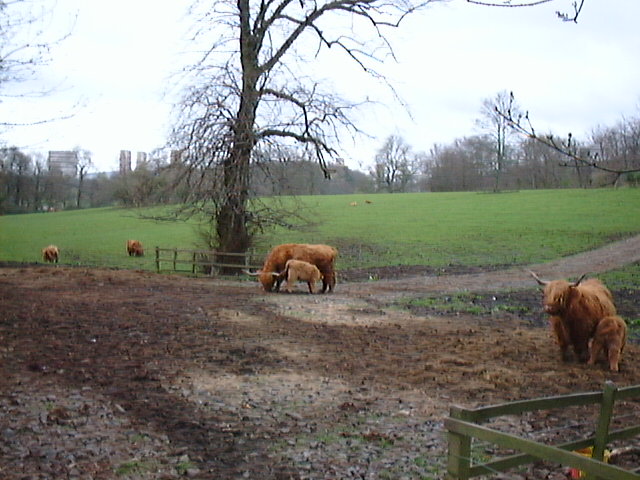 Highland Cattle in Pollok Country Park, Glasgow, Scotland: 5 April 1999