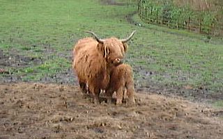 More Highland Cows