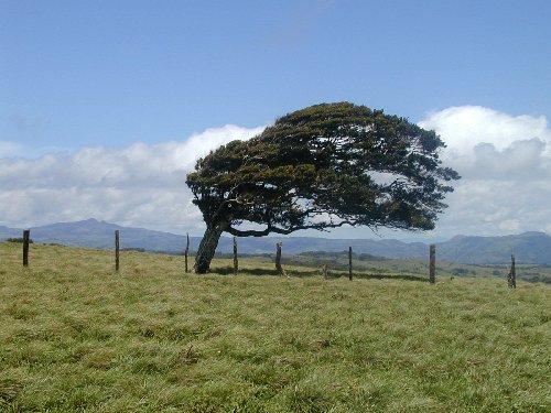 wind thrown tree