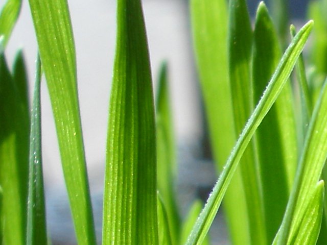 growing green wheatgrass
