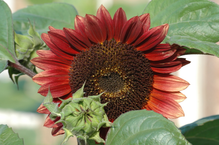Sunflower 1, 2, 3