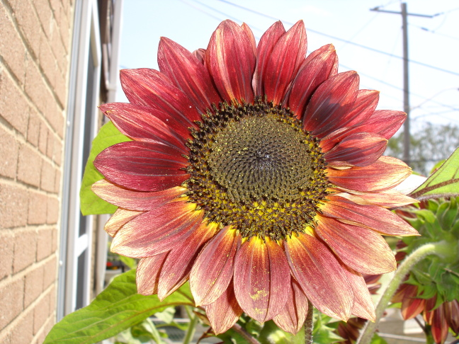 sunflower(s)