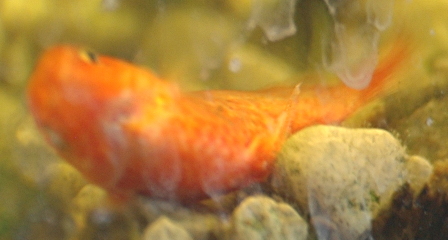 Gerald, the Tiny Fish