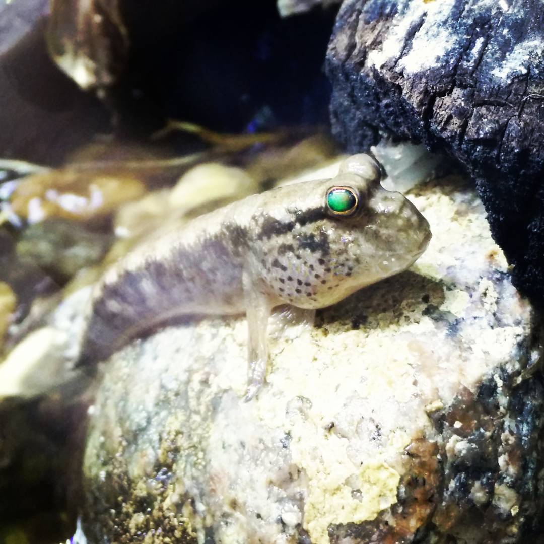 Mudskipper