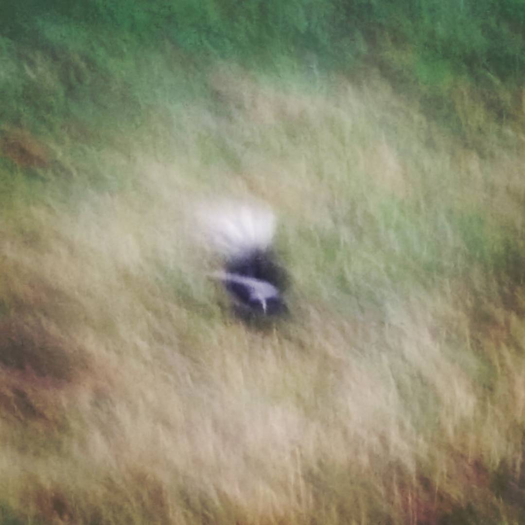 Attempted skunk closeup, but Lil Stinky was having none of it