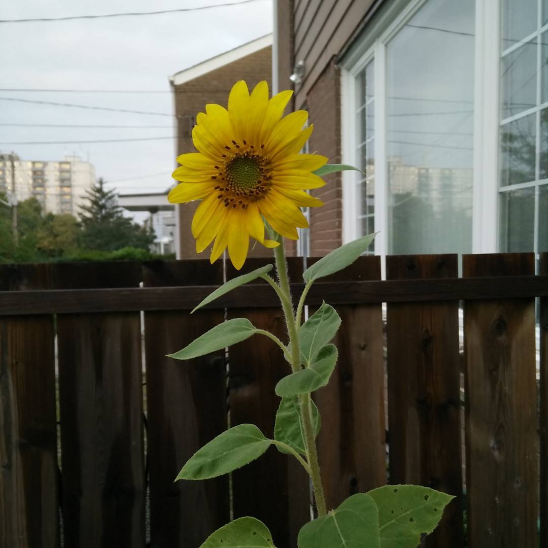 Forgot to plant sunflowers this year, but that didn't stop this little one ...
