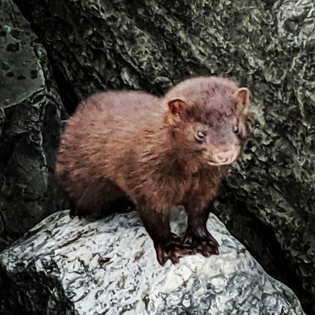 a mink stops to think