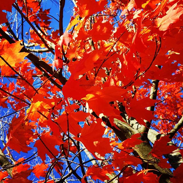 While red leaves remain