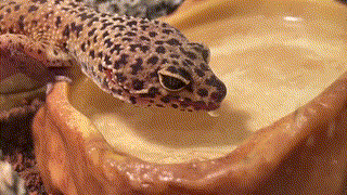 a looped GIF animation of a spotted sand/brown coloured gecko calmly drinking from a water bowl using its broad pink tongue