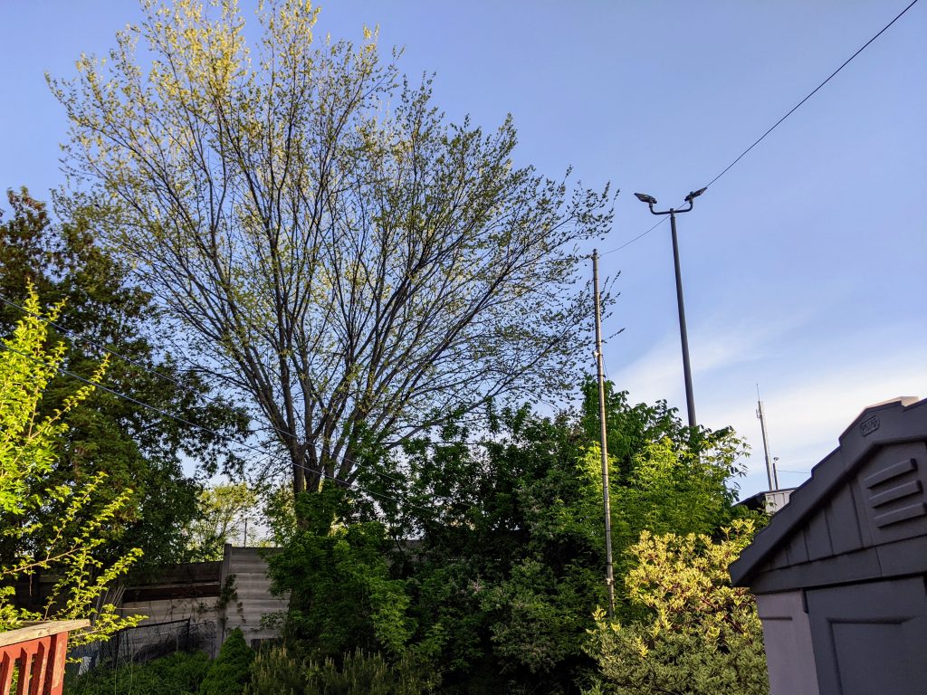 a somewhat overgrown garden with budding green trees against blue sky