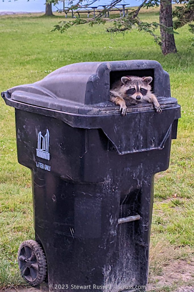 A black Toronto "Litter Only" park trash bin under some pine trees on grass. A raccoon is peeking out of the top of the bin, with its front legs resting on the lip of the bin