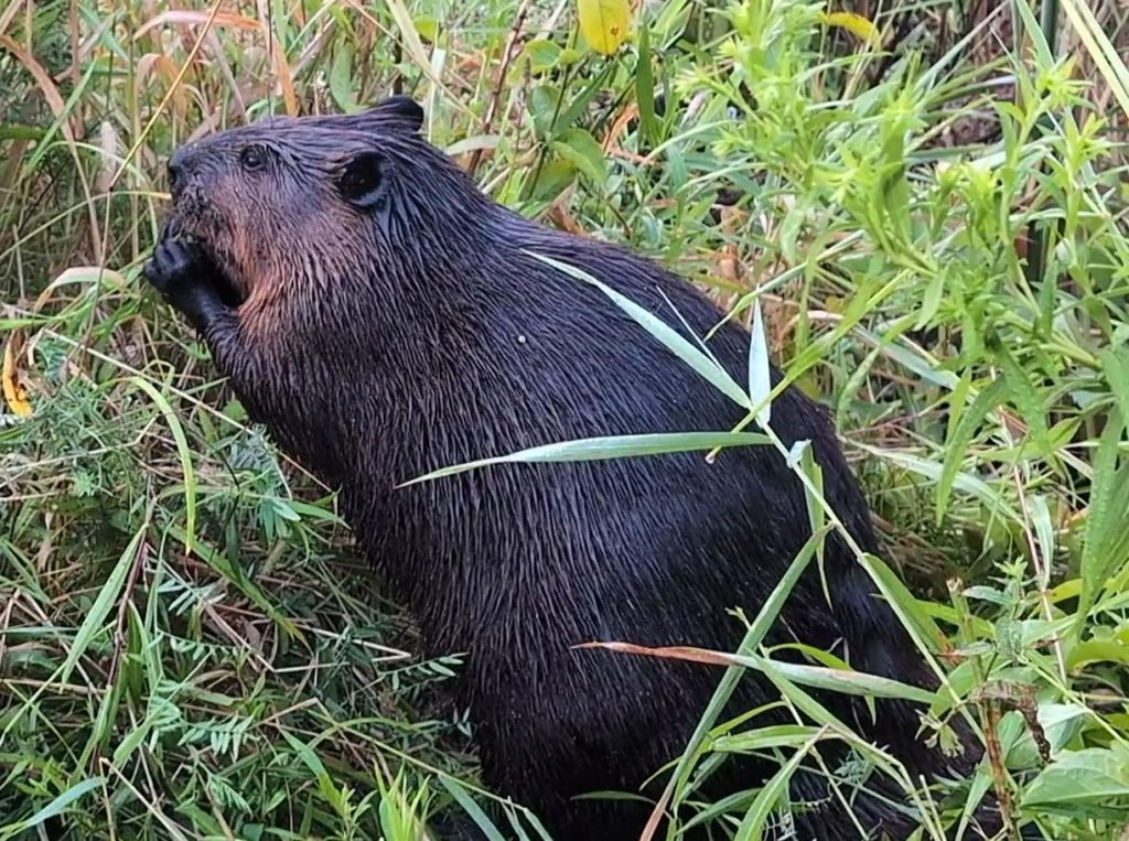 in a bank of tangled green plants, a large dark brown beaver sits on its haunches and nibbles on greenery with its front paws to its mouth. Its fur is damp and slicked back, forming stripes as the long guard hairs curve past its tiny ears down its back. It is aware of the photographer but unbothered, even if they are only three metres away