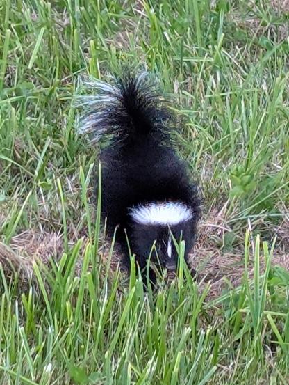 a tiny black and white skunk with an absurdly fluffy tail and white head marking is making a tail-up defensive challenge at me from scrubby grass